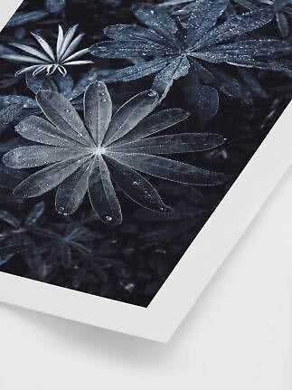 Close-up of dark botanical print with dew-covered leaves in a white frame