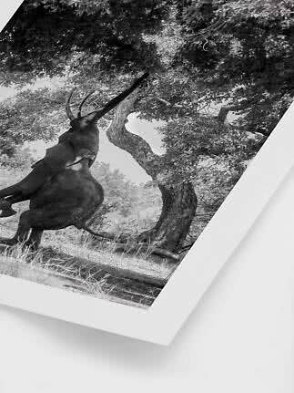 Black and white poster of an elephant rearing up toward a tree