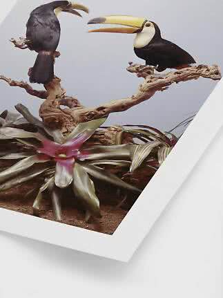 Two toucans perched on a branch above a large pink bromeliad.