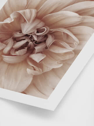 Close-up of a beige flower with soft petals in a white frame