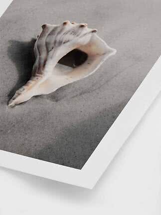 White conch shell on gray sandy surface