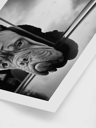 Sort-hvid plakat med nærbillede af en hunds rynkede ansigt bag en glasrude