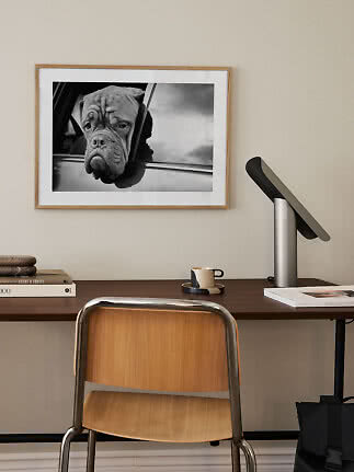 Indrammet sort-hvid foto af hund, der kigger ud af et bilvindue, over et skrivebord