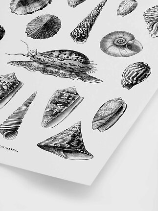 Black and white vintage illustration of seashells and sea snails on a white print