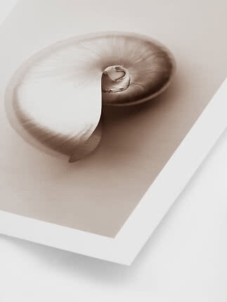 Wall art featuring a glossy spiral shell on a light background