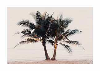 Two palm trees on a sandy beach by a calm sea in soft light