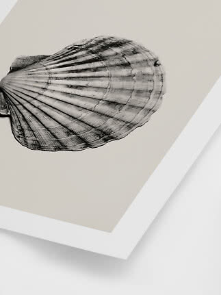 Framed black-and-white illustration of a seashell on a beige background