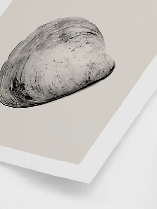 Framed black-and-white illustration of a seashell