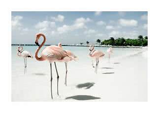 Flamingos standing in shallow water on a white sandy beach under a blue sky with clouds.