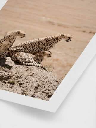 Poster con tre ghepardi su una roccia in un paesaggio arido