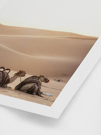 Gerahmtes Foto von zwei Kamelen, die auf Sanddünen in der Wüste ruhen