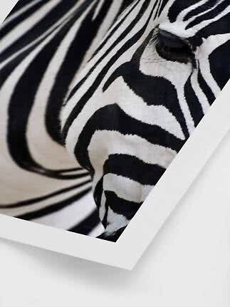 Primo piano dell’occhio e delle strisce di una zebra in una stampa incorniciata con bordo bianco