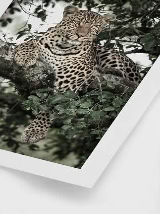Leopard som vilar på en trädgren bland gröna blad