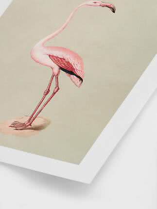 Framed flamingo print with vintage illustration of a pink flamingo on a light background