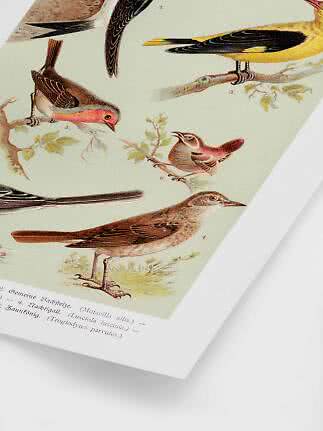 Vintage fågelplansch med färgade illustrationer av små fåglar på grenar.