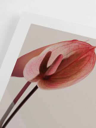 Nahaufnahme einer rosa Anthuriumblüte mit sichtbaren Adern und Schatten auf hellem Hintergrund