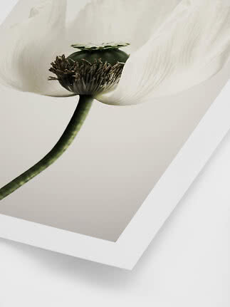 Primo piano di un fiore bianco visto da sotto su tela con cornice bianca