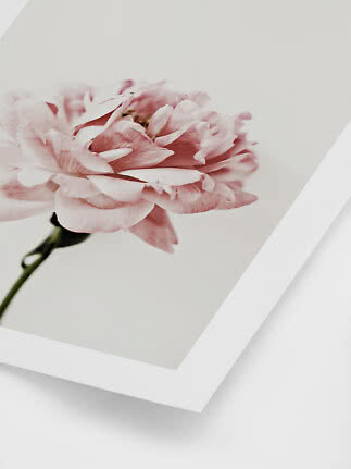 Nærbillede af lyserød blomst på minimalistisk plakat med hvid ramme