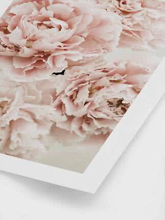 Primo piano di fiori rosa pallido in una cornice bianca