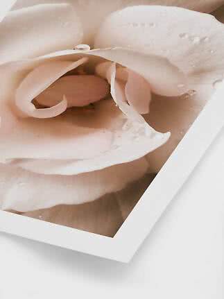 Nahaufnahme einer zartrosa Rose mit Wassertropfen auf den Blütenblättern