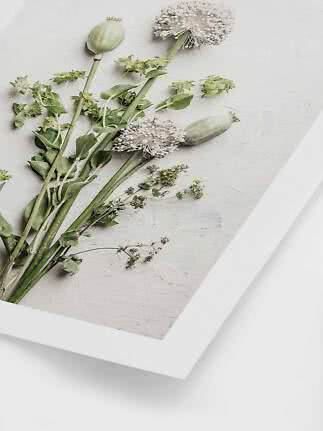 Stampa botanica incorniciata con steli verdi, fiori bianchi e capsule di semi