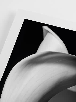 Primo piano in bianco e nero di una calla curva su sfondo bianco e nero