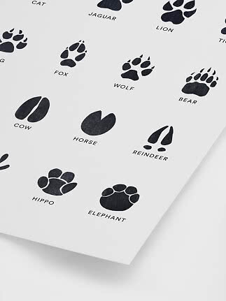 Poster with black animal footprints and English animal names on a white background
