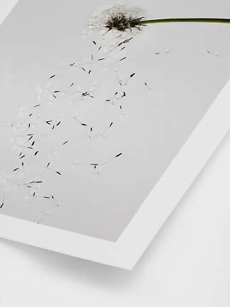 Primo piano di semi di tarassaco che fluttuano su sfondo bianco in una cornice bianca