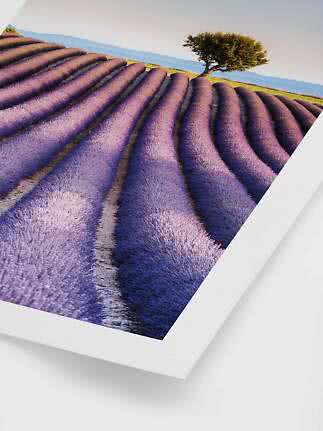 Framed print of purple lavender fields in curved rows with a lone tree in the background