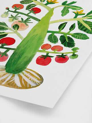 Botanische Illustration mit grüner Zucchini, Tomaten und Zitrus auf weißem Hintergrund