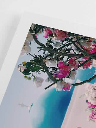 Pink and white bougainvillea on branches against a white wall and blue sky