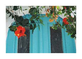 Red hibiscus and green vines over a turquoise door in a white wall