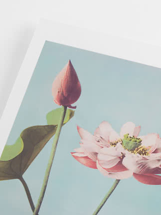 Plakat med lyserød lotusknop og blomst mod lyseblå baggrund
