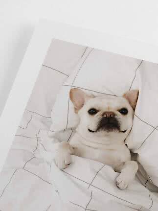 Lys fransk bulldog ligger under hvid dyne i seng og kigger op
