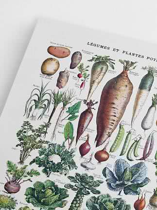 Vintage botanisk plakat med illustrerede grøntsager og franske navne på hvid baggrund