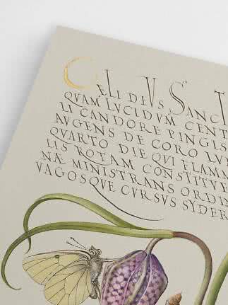 Nahaufnahme eines botanischen Kunstdrucks mit lateinischem Text, Schmetterling und lila Blüte
