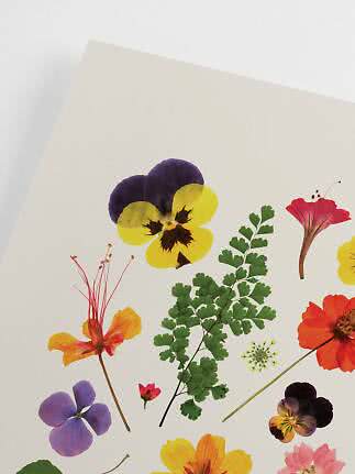 Fleurs colorées pressées et feuilles vertes disposées sur papier blanc
