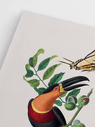Nahaufnahme einer botanischen Vogelillustration mit Tukan, Schmetterling und grünen Blättern