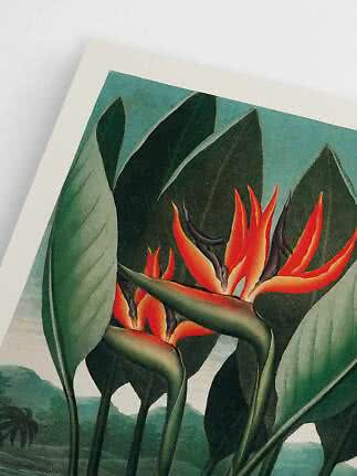 Poster with botanical illustration of bird of paradise flowers and large green leaves