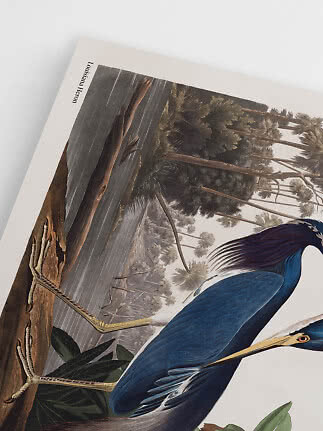 Kunsttryk af Louisiana-hejre ved vandkant med palmer i baggrunden
