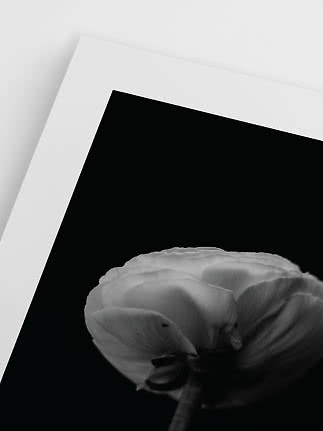 Sort-hvid blomsterplakat med nærbillede af en blomst på sort baggrund