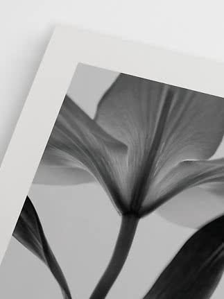 Sort-hvid blomsterplakat med nærbillede af en åben blomst og stilke på hvid baggrund