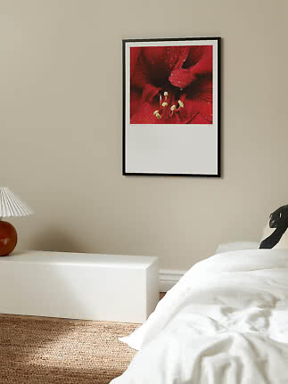 Sortindrammet plakat med nærbillede af rød blomst hænger over seng i lyst soveværelse