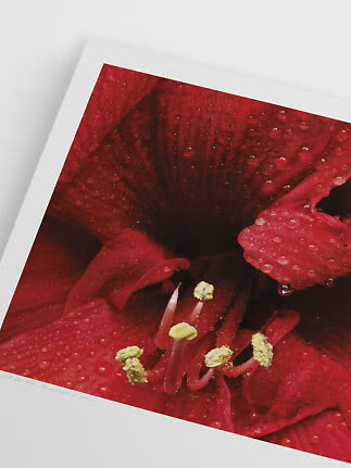 Nærbillede af rød blomst med vanddråber, trykt som kunstplakat med hvid kant