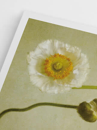 Close-up of a white poppy flower with yellow-orange center on an art print