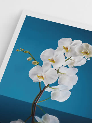 Hvide orkidéblomster på gren foran blå plakat med hvid kant