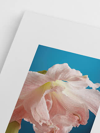 Nahaufnahme einer rosa Blüte vor blauem Hintergrund, auf weißem Papier gedruckt