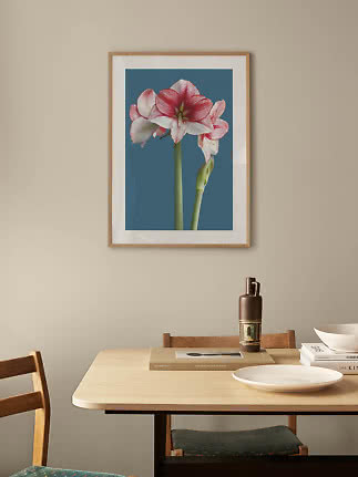 Framed floral print with pink and white amaryllis on blue background above dining table