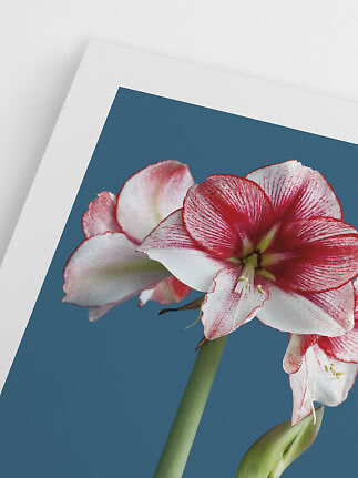 Close-up of a red and white amaryllis flower on blue background with white border