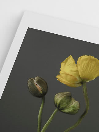 Affiche avec fleur jaune et deux boutons sur fond sombre avec bordure blanche